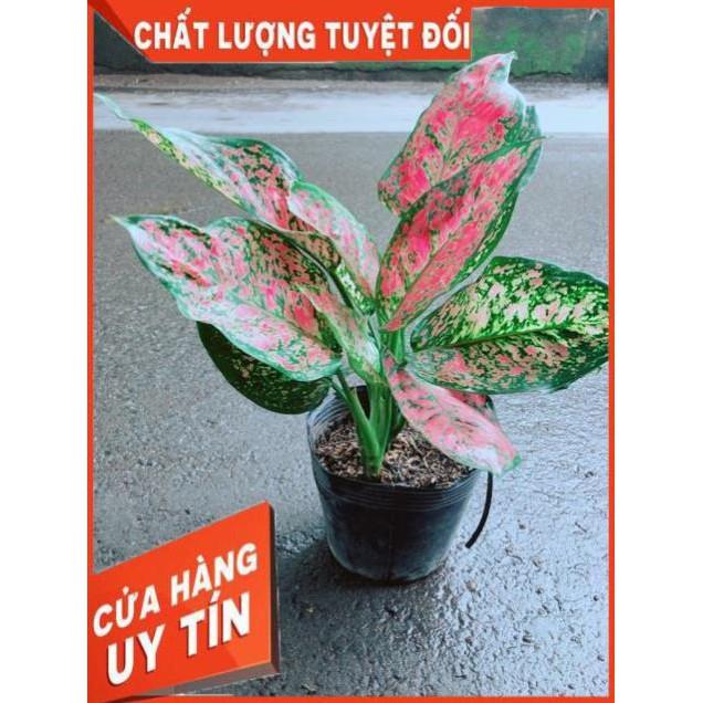 Cây Vạn Lộc