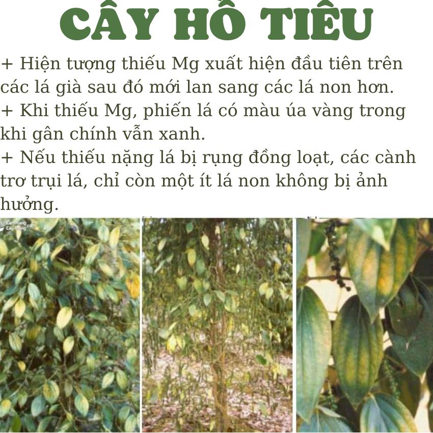 Phân bón lá siêu vi lượng chống vàng lá làm lá xanh dày mướt, thân cây mập cho mọi loại cây trồng