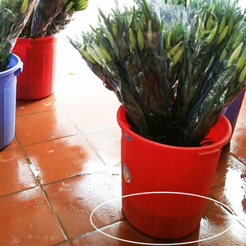 DUNG DỊCH BẢO QUẢN HOA LILY LÂU TÀN, KIỀM HOA KHÔNG NỞ VÀ “NGỦ ĐÔNG” TRÊN 15 NGÀY TẠI NHÀ VƯỜN TRỒNG HOA THEO CÔNG NGHỆ ISRAEL