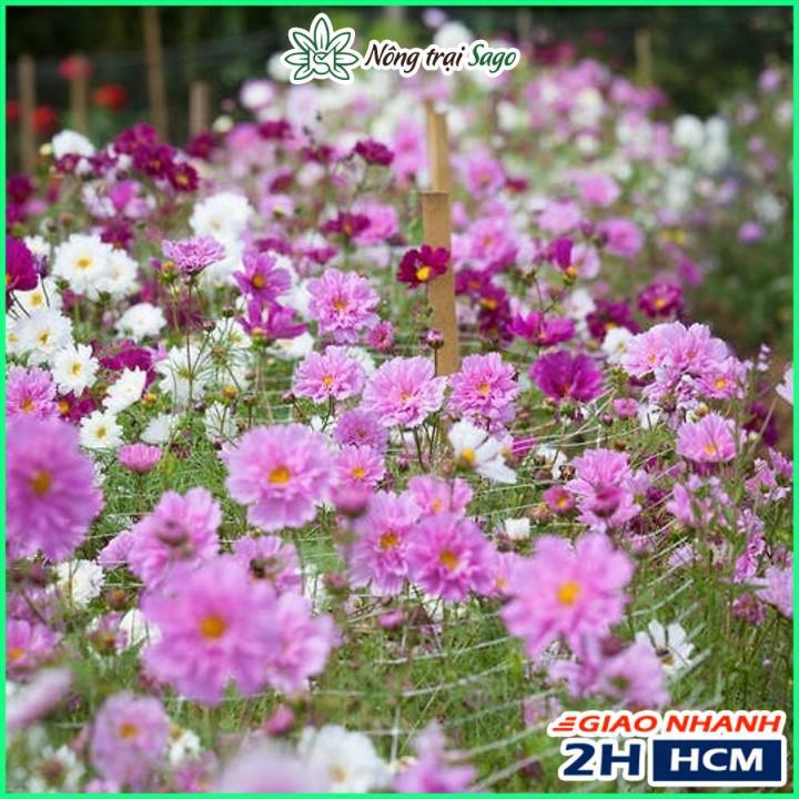 Hạt giống Hoa Cánh Bướm Kép Nhiều Màu, Dễ Trồng - Nông Trại Sago