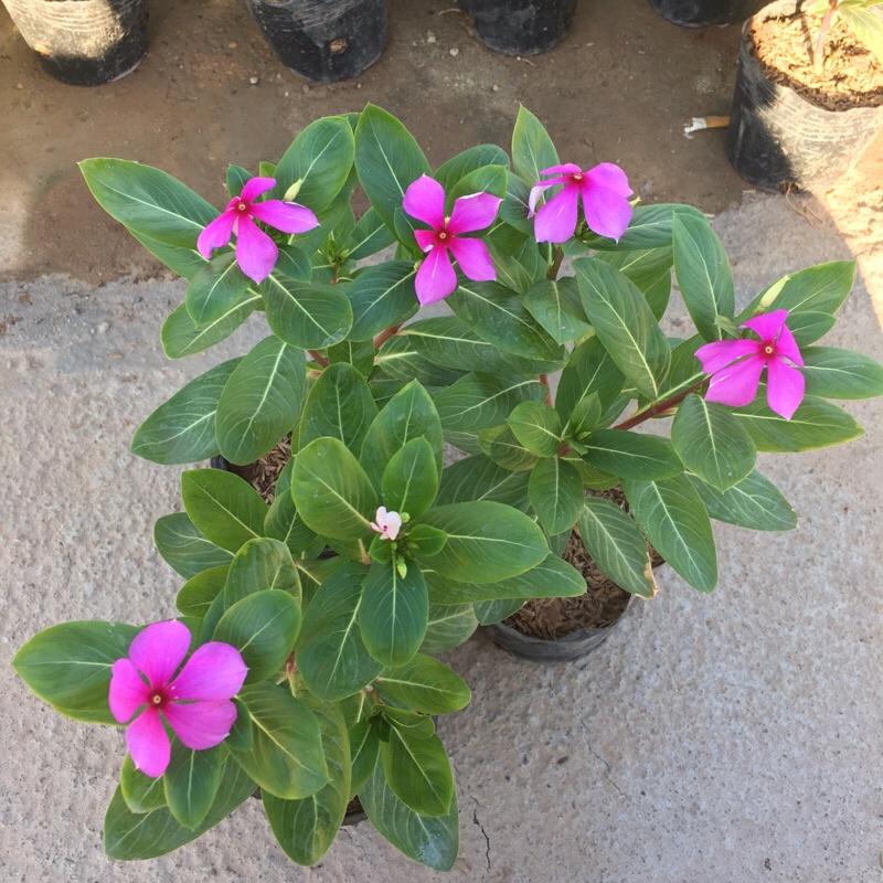 Hoa Dừa Cạn cây phát triển quanh năm đã có hoa và nụ