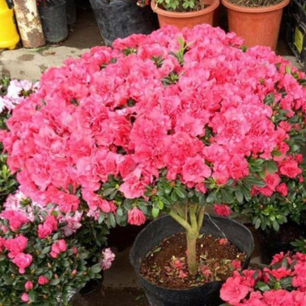 COM BO 3 CÂY GIỐNG HOA ĐỖ QUYÊN NHẬT BẢN ĐỦ MÀU