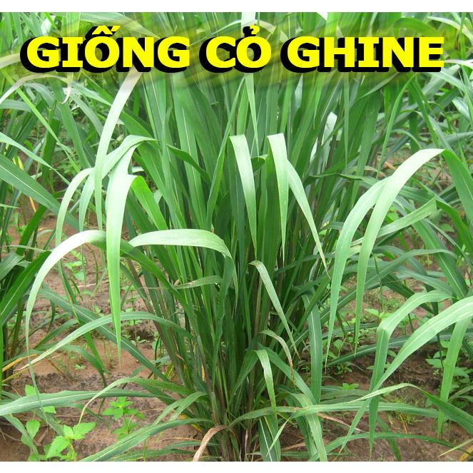 Hạt Giống Cỏ Chăn Nuôi, Cỏ Voi, Cỏ Xả -
