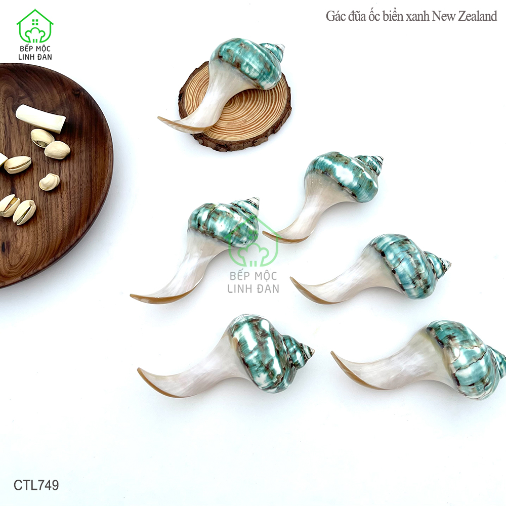 Gác Đũa Ốc Biển Xanh NewZealand Cao Cấp - Nguyên Khối Độc Đáo (01 Chiếc) CTL749