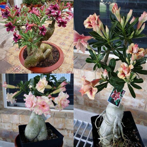 Cây Hoa sứ thái kép nhiều màu _ được chọn màu HÀNG CHUẨN HOA ĐẸP