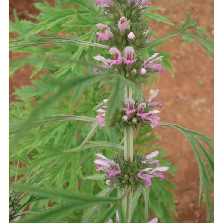 Hạt giống cây Ích mẫu -  50 hạt/gói