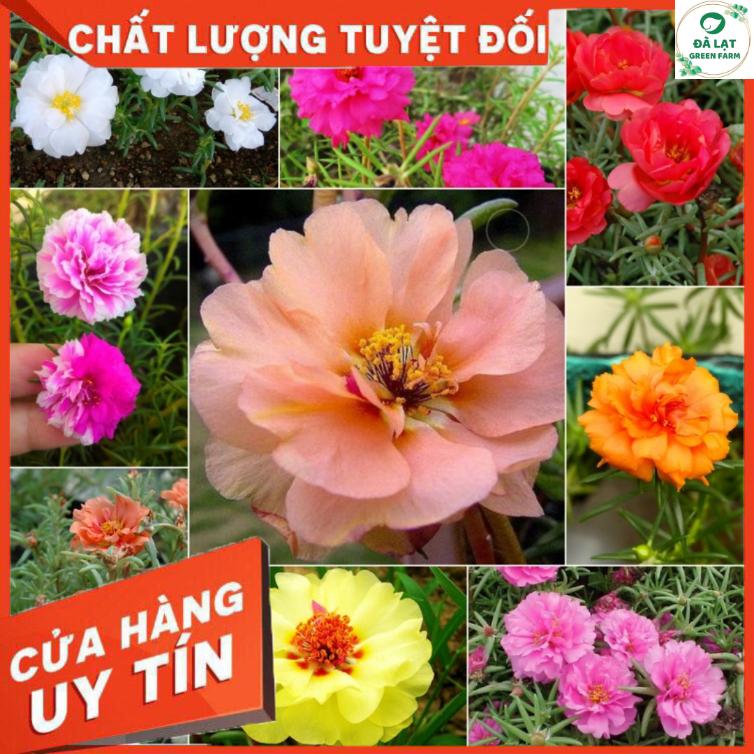 100H_HẠT GIỐNG HOA MƯỜI GIỜ MỸ KÉP (SIÊU NẢY MẦM)