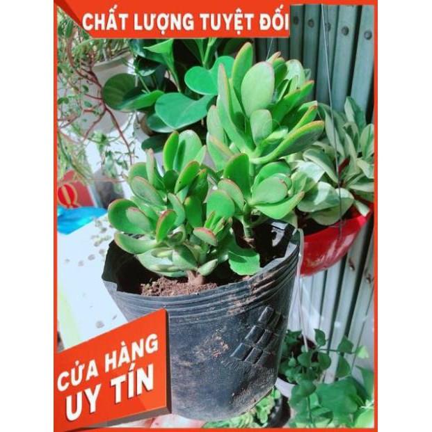 Ngọc Bích Viền Đỏ