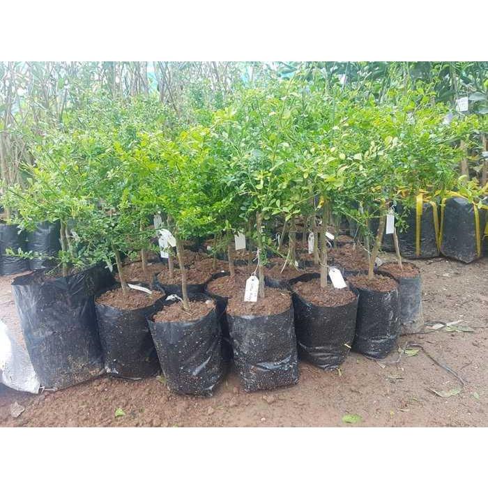 Cây giống chanh ngón tay SIÊU QUẢ, DÒNG QUẢ SỚM, CAM KẾT CHUẨN GIỐNG F1