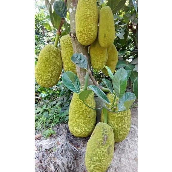 Cây giống mít Thái da xanh siêu sớm