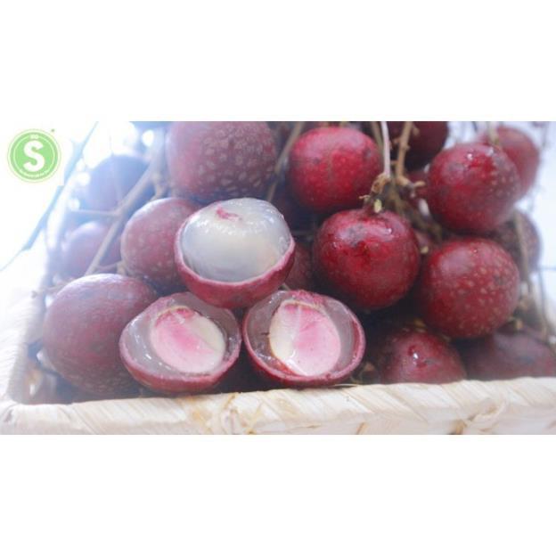 Cây Nhãn Tím THÁI LAN