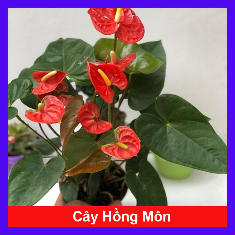 Cây hồng môn 2 màu