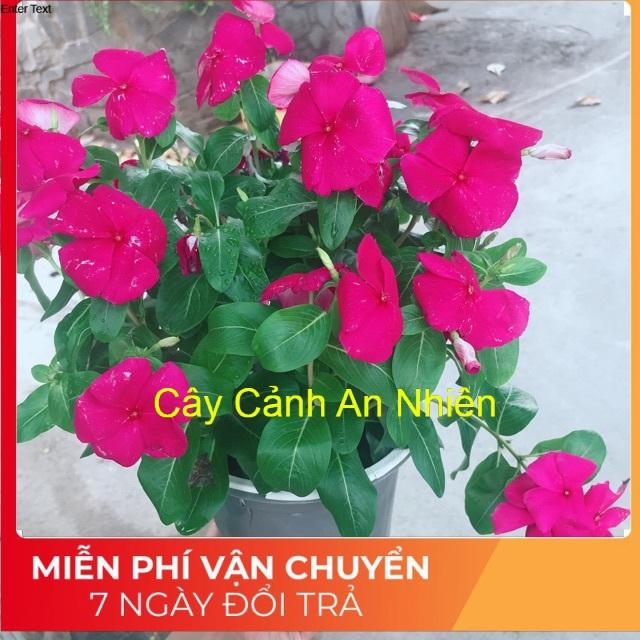 Chậu hoa dừa cạn