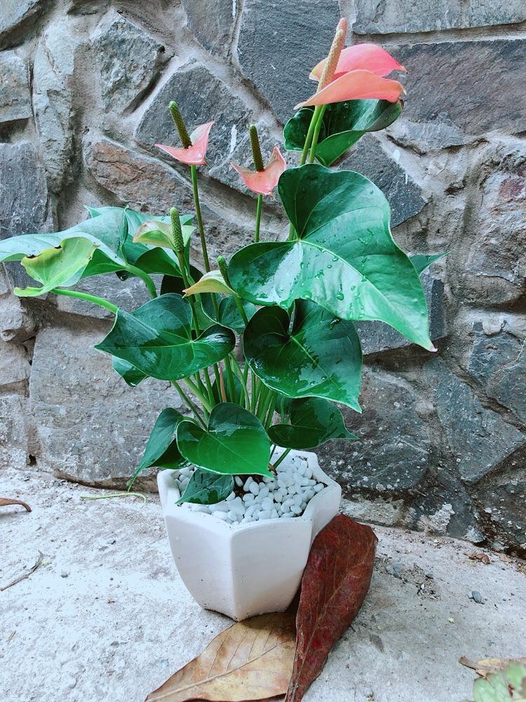 Chậu Cây Hồng Môn Hồng