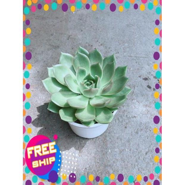 Sen Đá Xanh Cánh Cứng