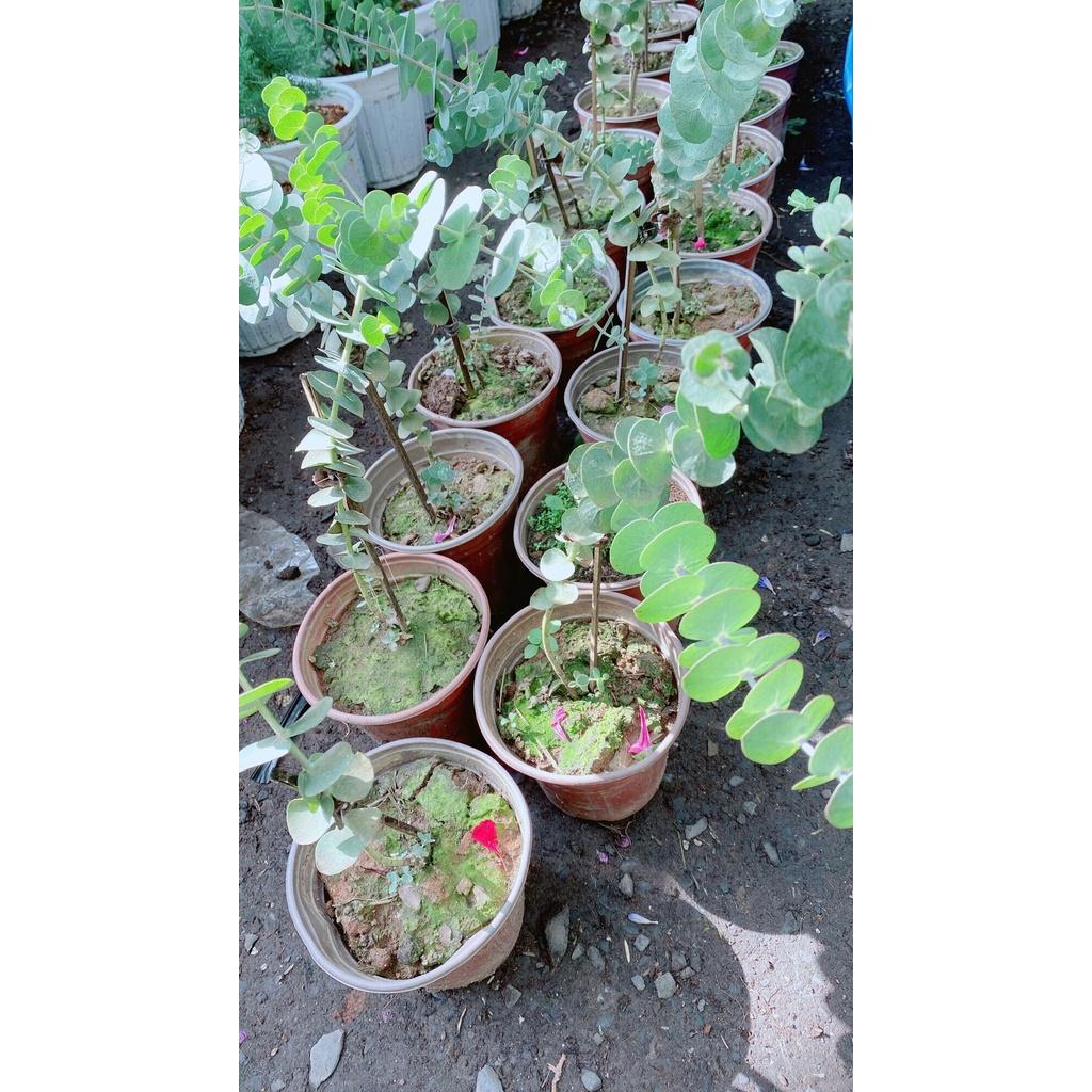 Cây Đo La-Khuynh Diệp-Bạch Đàn