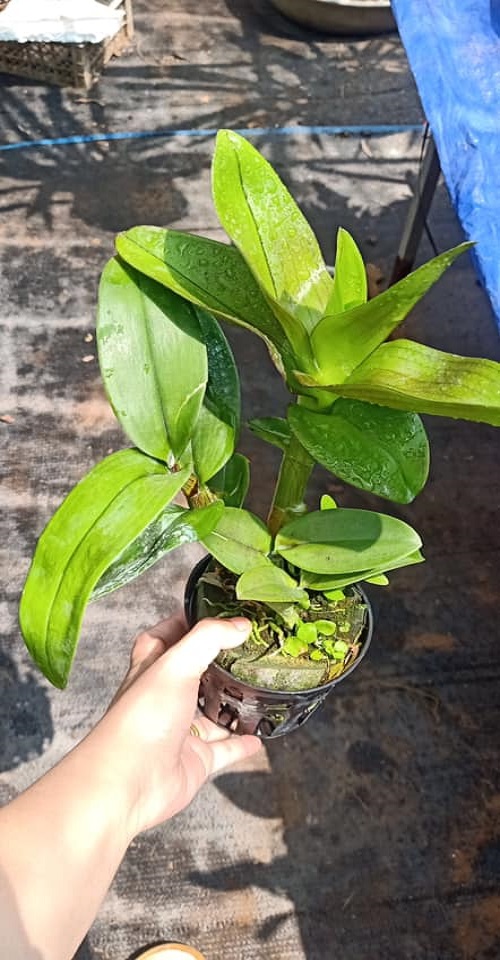 Cây hoa lan Denro Râu Rồng
