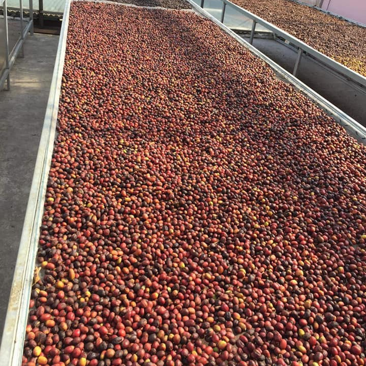 Cà phê (cafe)  rang xay nguyên chất Robusta hữu cơ 100% berry culi - Vanbina Coffee Single origin ( Dạng bột )