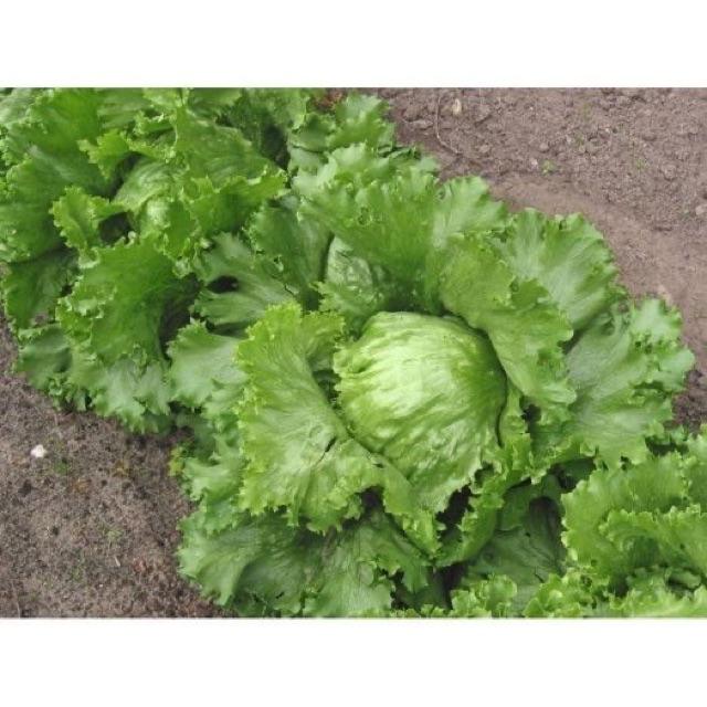 Hạt giống xà lách Iceberg búp Mỹ giòn ngọt chuẩn F1