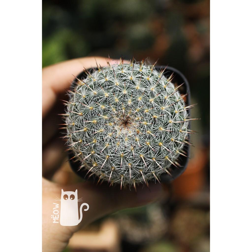 XƯƠNG RỒNG BÁNH SINH NHẬT NHỎ