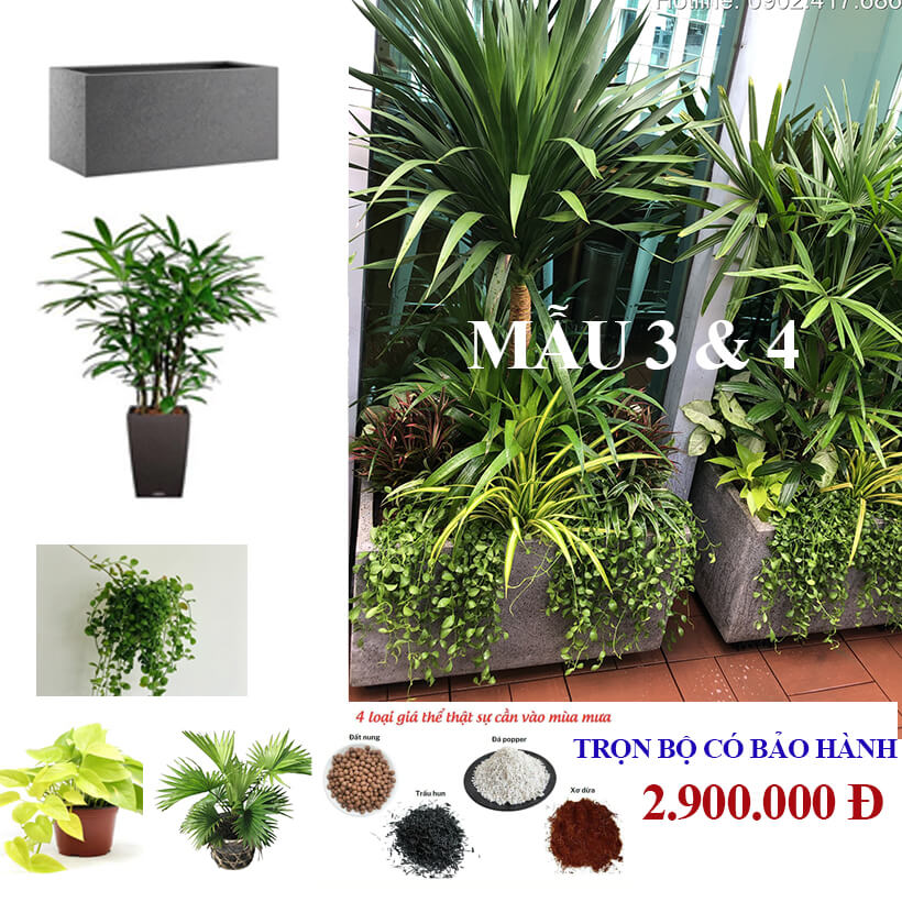 Chậu Đá Mài Cây Xanh Ban Công size lớn gồm Chậu, cây xanh, đất trồng và phân bón với thời gian bảo hành 2 tháng