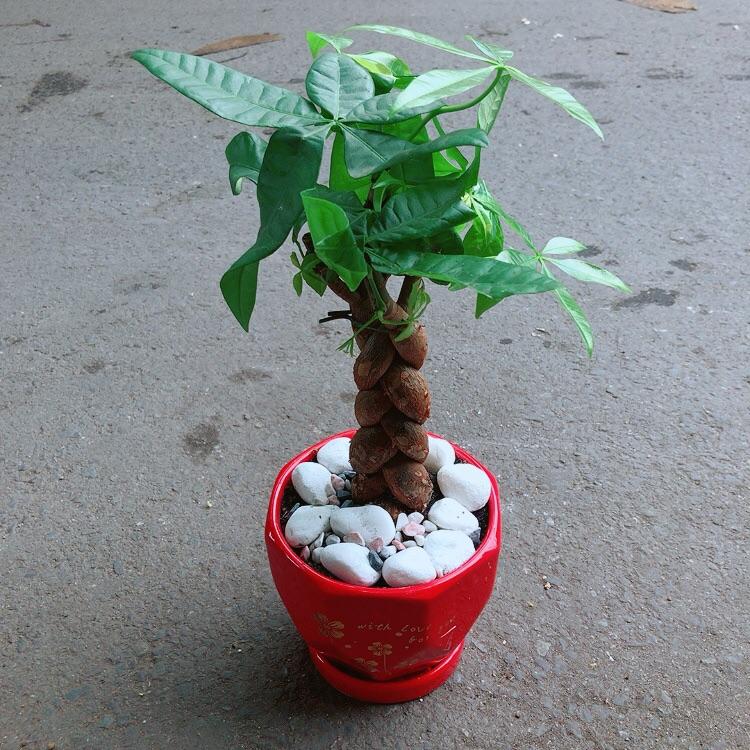 Chậu Cây Kim Ngân Thắt Bính 3 Thân