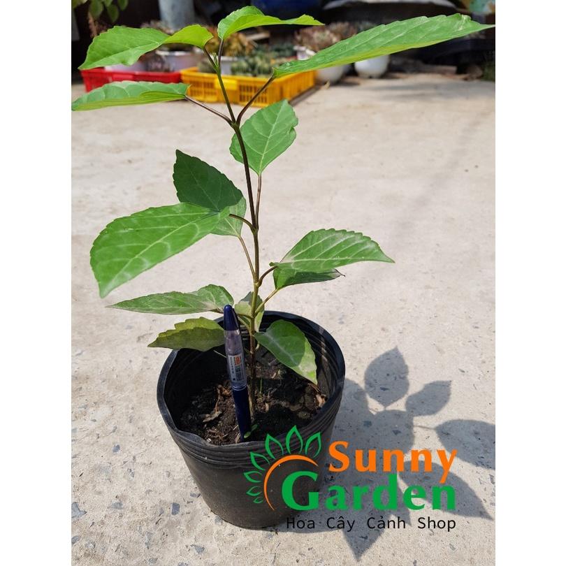 CHUẨN Cây Lá Cách, Cao 20-30cm - Chậu Rau