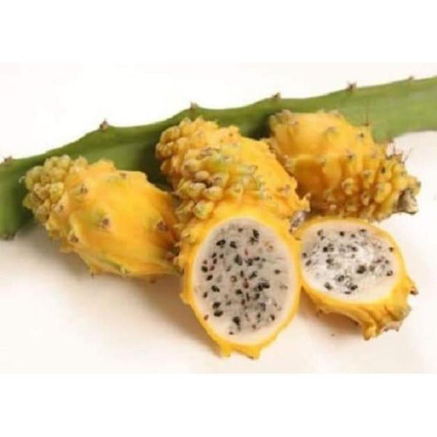 Cây Giống Thanh Long Vàng