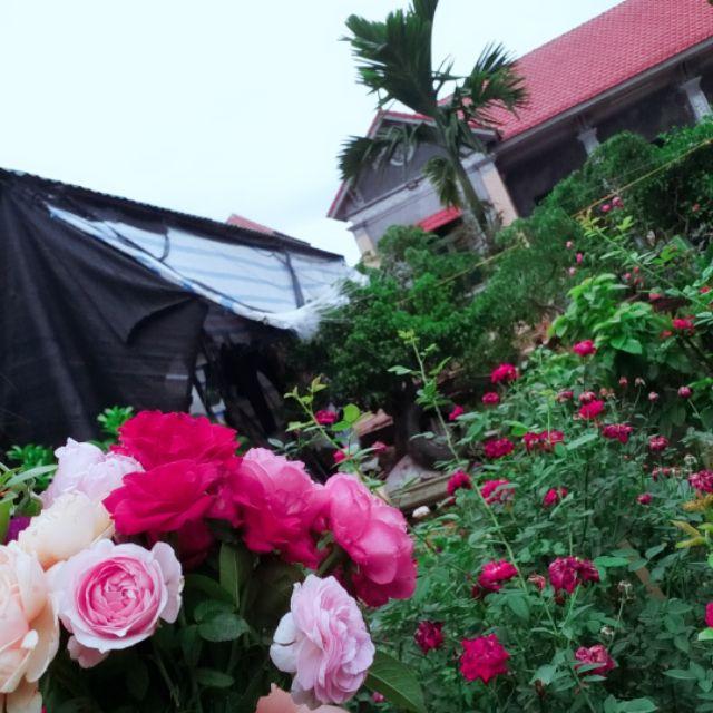 Hồng cổ nhiều màu