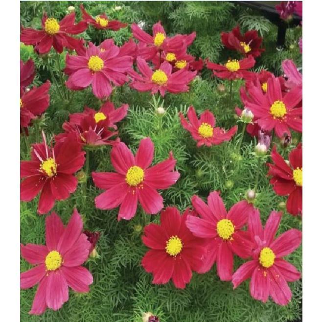 Hạt giống hoa cúc sao nháy màu đỏ,hạt giống chất lượng cao -1 gói 100 hạt