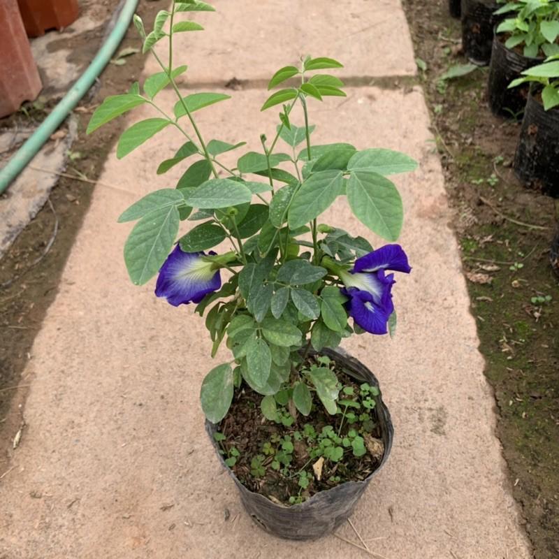 Cây hoa đậu biếc leo giàn cao 25 - 30cm, cây nở hoa quanh năm, rất dễ chăm sóc, trồng leo giàn tường rào và ban công