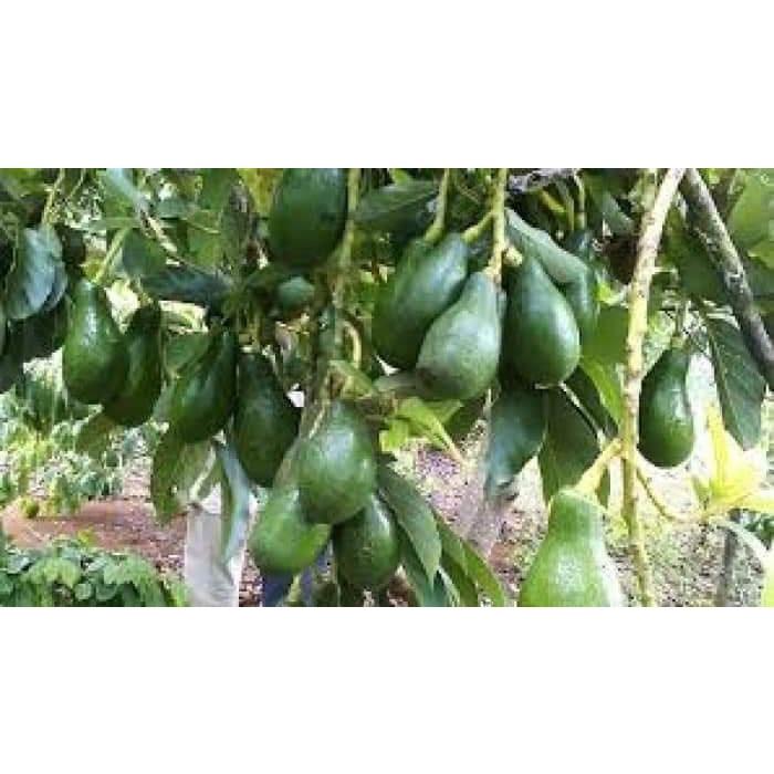 Cây giống Bơ sáp lùn Thái Lan ( cây ghép - mau trái )