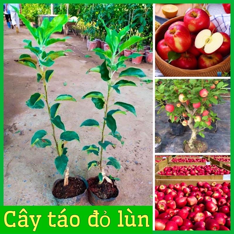 CÂY GIỐNG TÁO ĐỎ MỸ LÙN F1 CÂY GIỐNG CAO 70 - 90CM 1,5 NĂM RA QUẢ