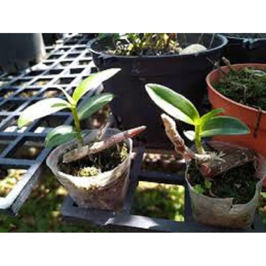 Sản Phẩm Hoa lan trầm thanh củi