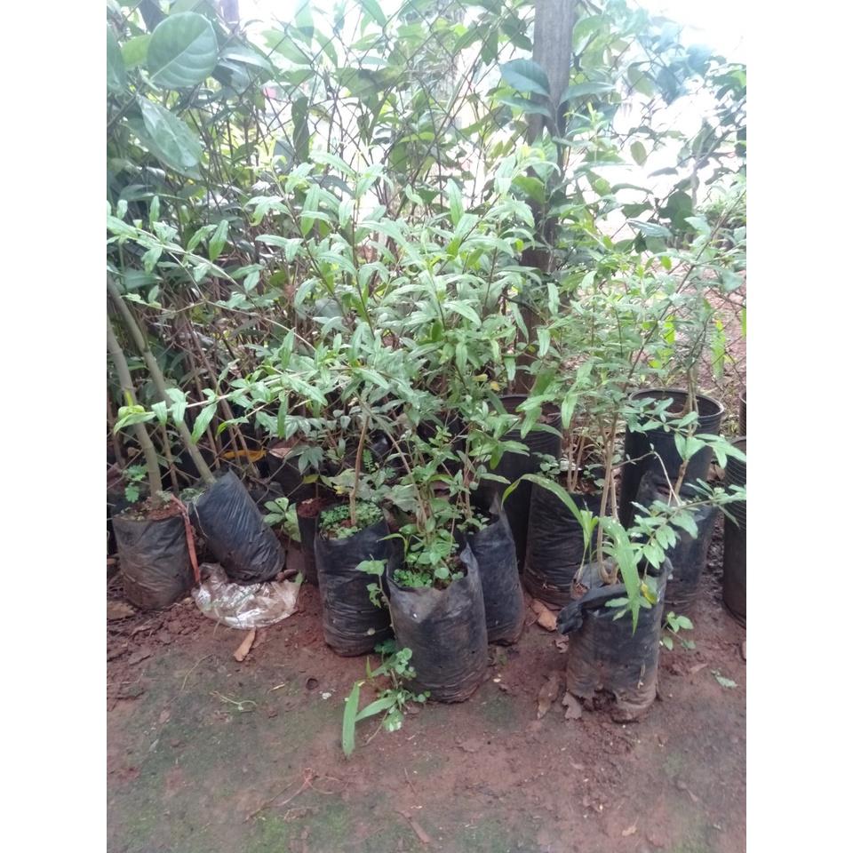 Lựu đỏ ấn độ .