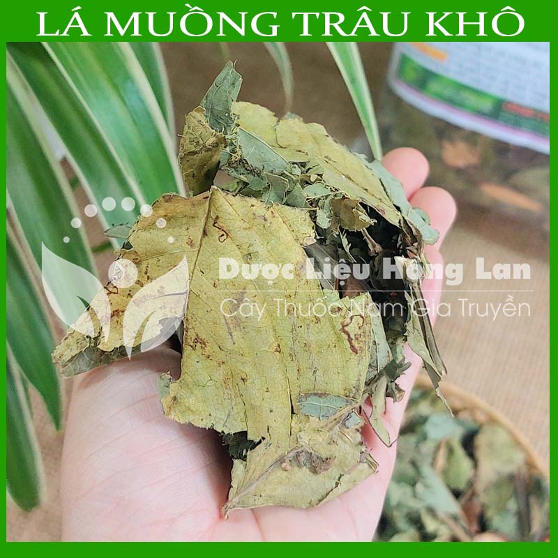 Lá Muồng Trâu khô đóng gói 1kg