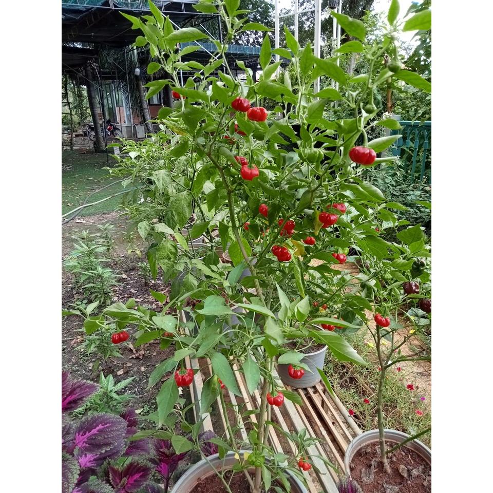 Cây ớt bí ngô (pumpkin pepper)