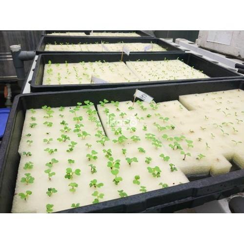 Bộ 10 tấm mút xốp ươm hạt trồng thủy canh, mỗi tấm 96 viên có lỗ gieo hạt