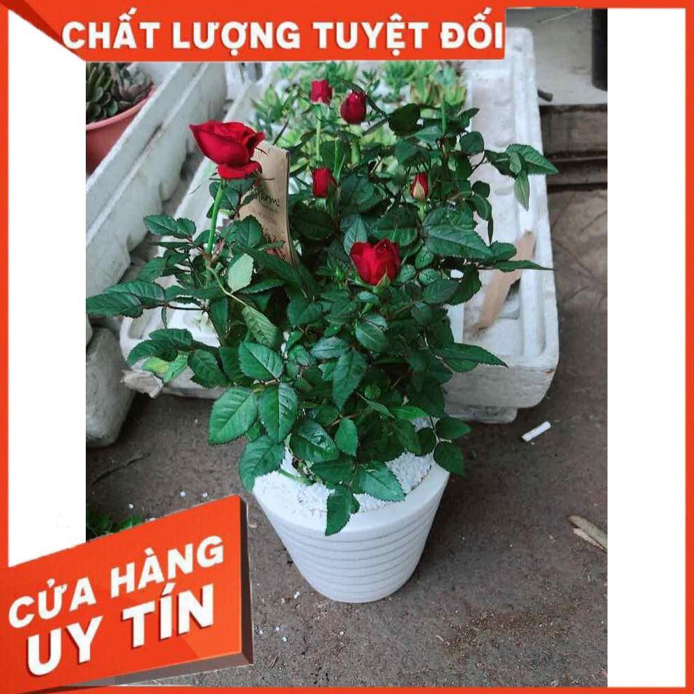 Chậu cây hoa hồng Nhiều Người Mua