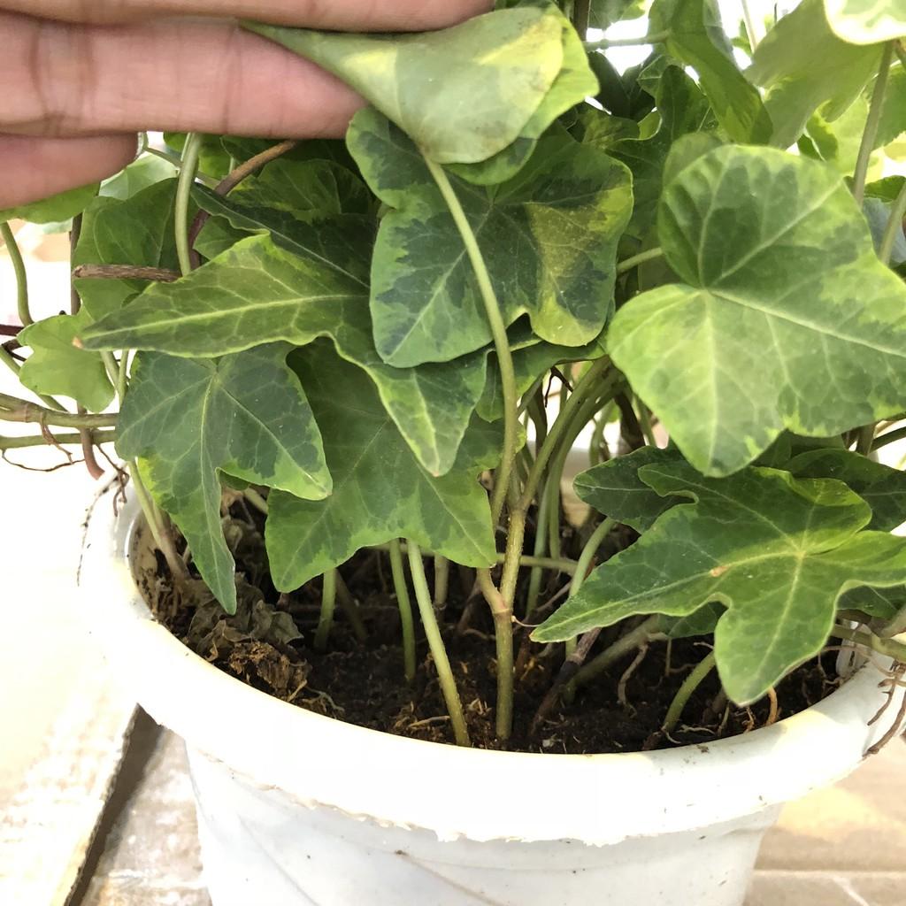 Cây thường xuân cẩm thạch chậu treo, ngọn dài 20-25cm lá đẹp sức sống khỏe dễ chăm sóc thích hợp treo ban công sân vườn