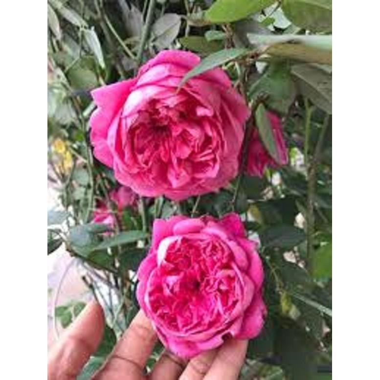 Hoa hồng cổ Sapa – bầu cây giống nguyên bản