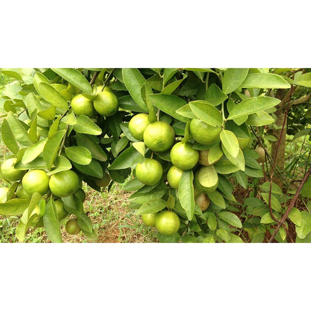 Combo 2 Cây giống chanh đào