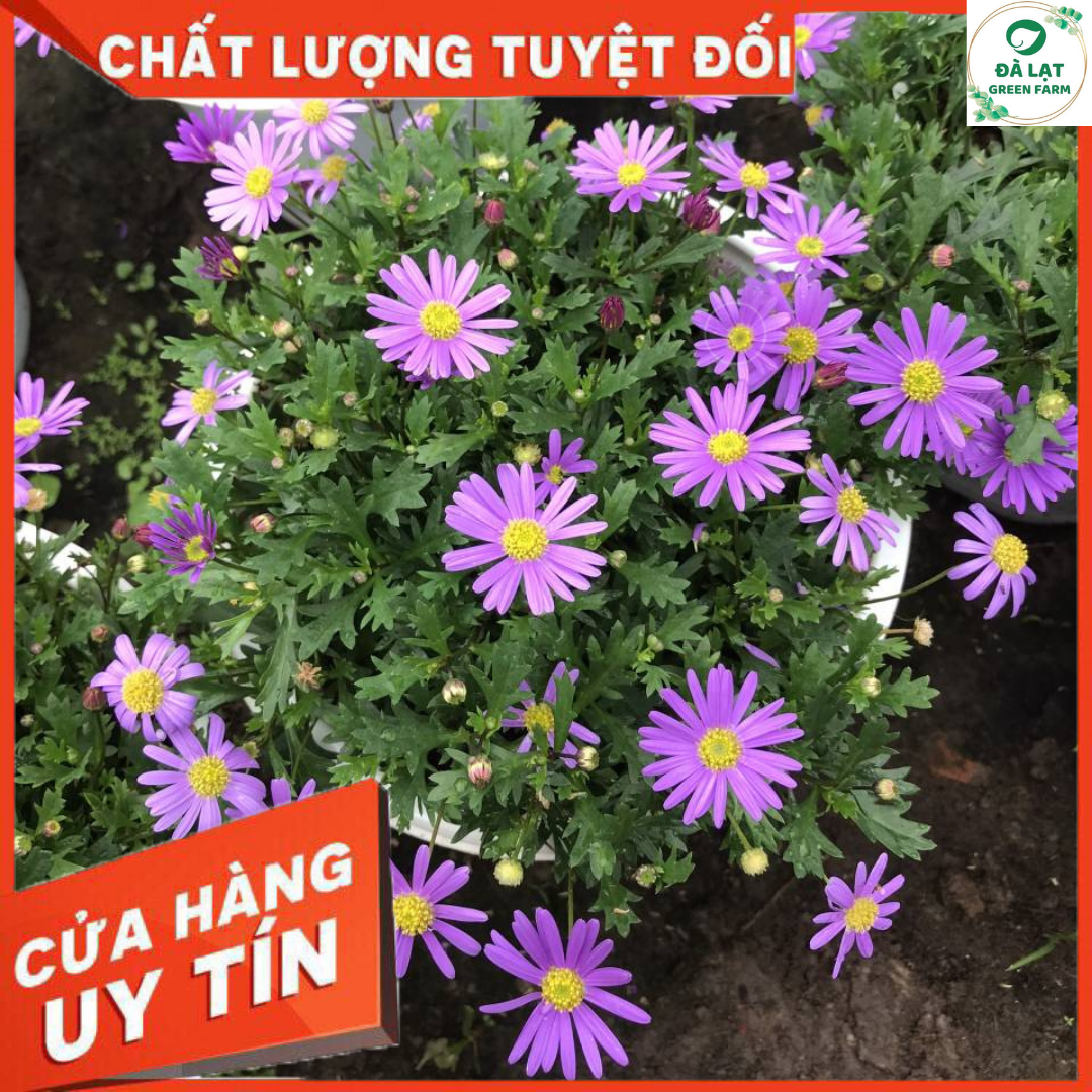 50H - HẠT GIỐNG HOA THẠCH THẢO MIX