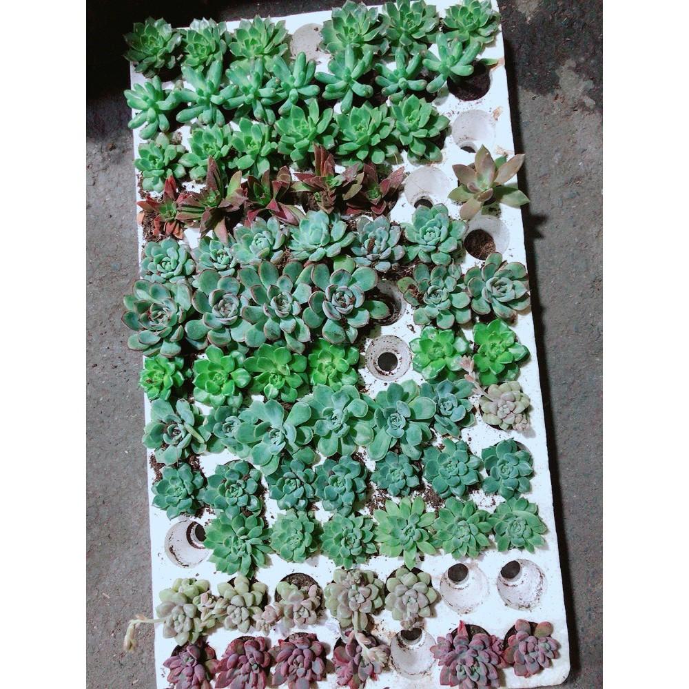 Combo 12 Cây Sen Đá