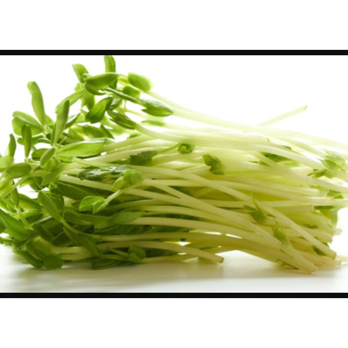 50gr hạt Mầm củ cải trắng