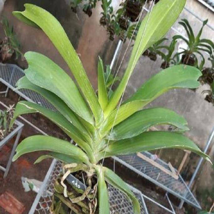 Hoa lan giáng hương ngọc điểm trắng