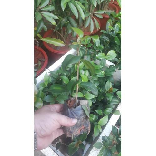 Bầu cây giống hoa bạch trà