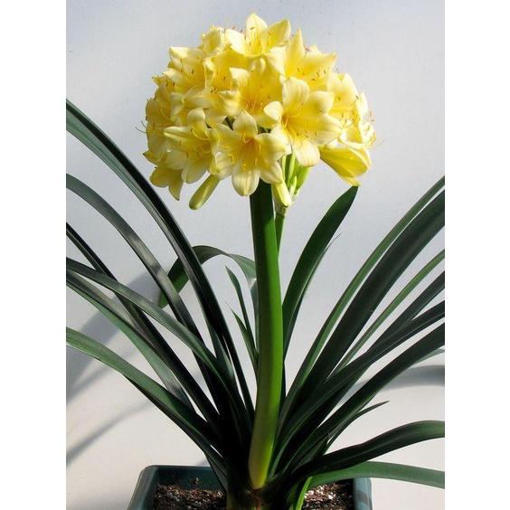 Cây Lan Quân Tử GỬI NGUYÊN CẢ CHẬU CẢ BẦU , HOA CHUẨN TẾT NGUYÊN ĐÁN - LQTC