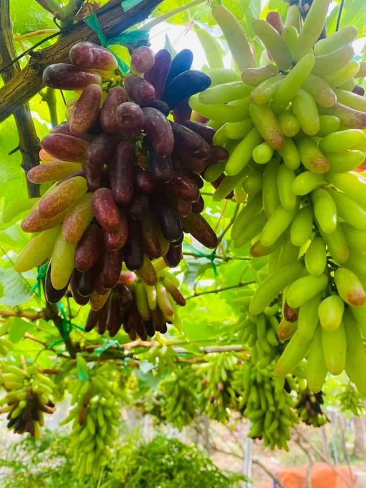 Cây Nho Giống Ngón Tay Đen Không Hạt