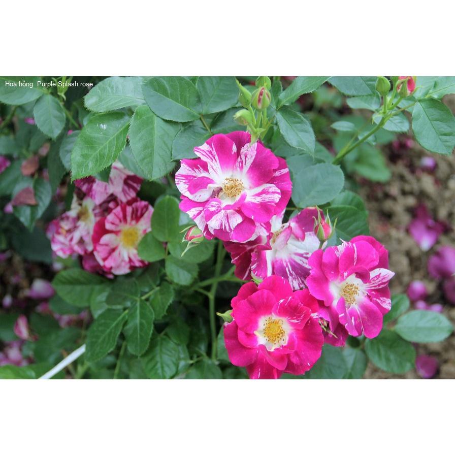 Hoa hồng leo ngoại cánh đơn Purple Splash - cây giống rễ trần